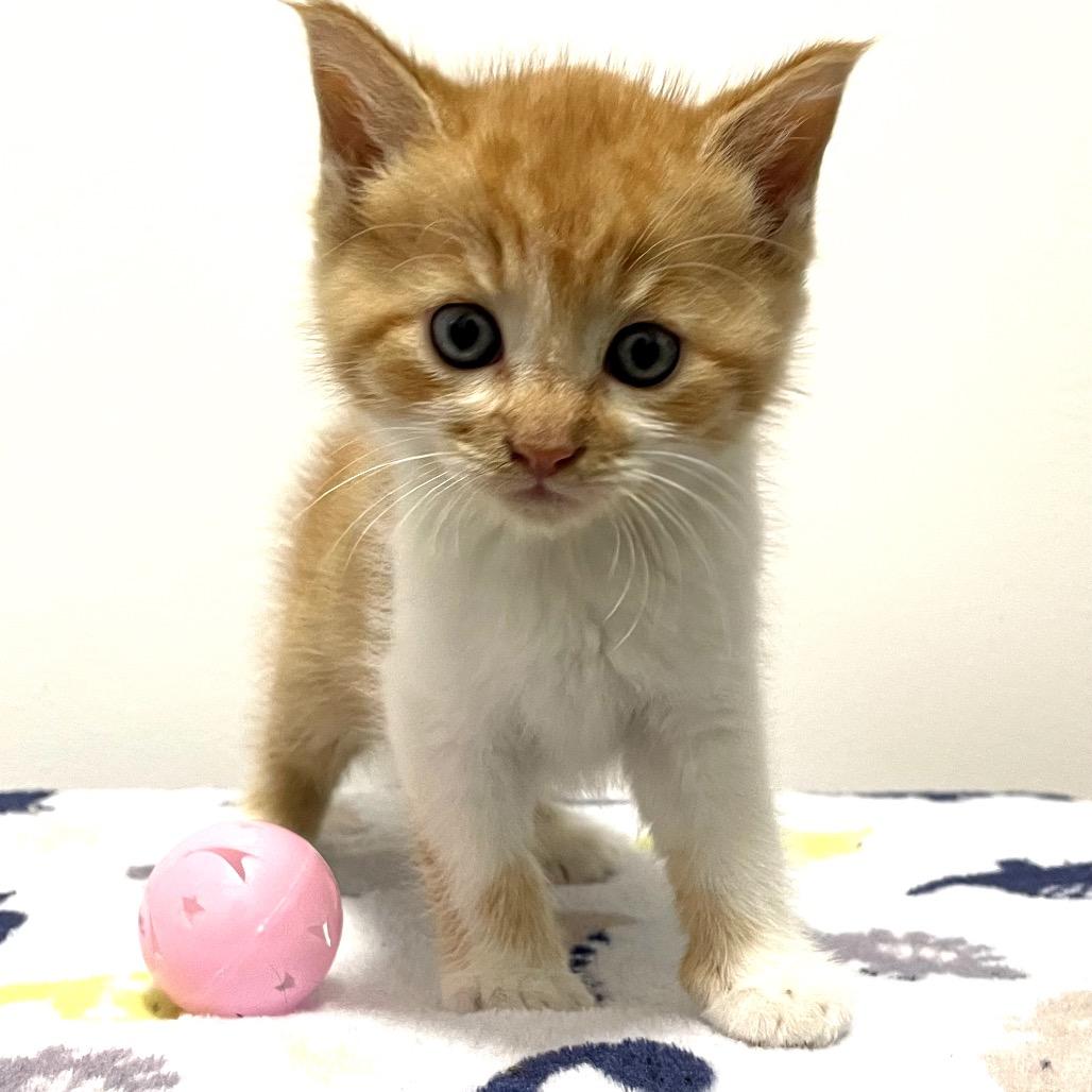 Bud, Adoptable, Kitten Male Domestic Short Hair.