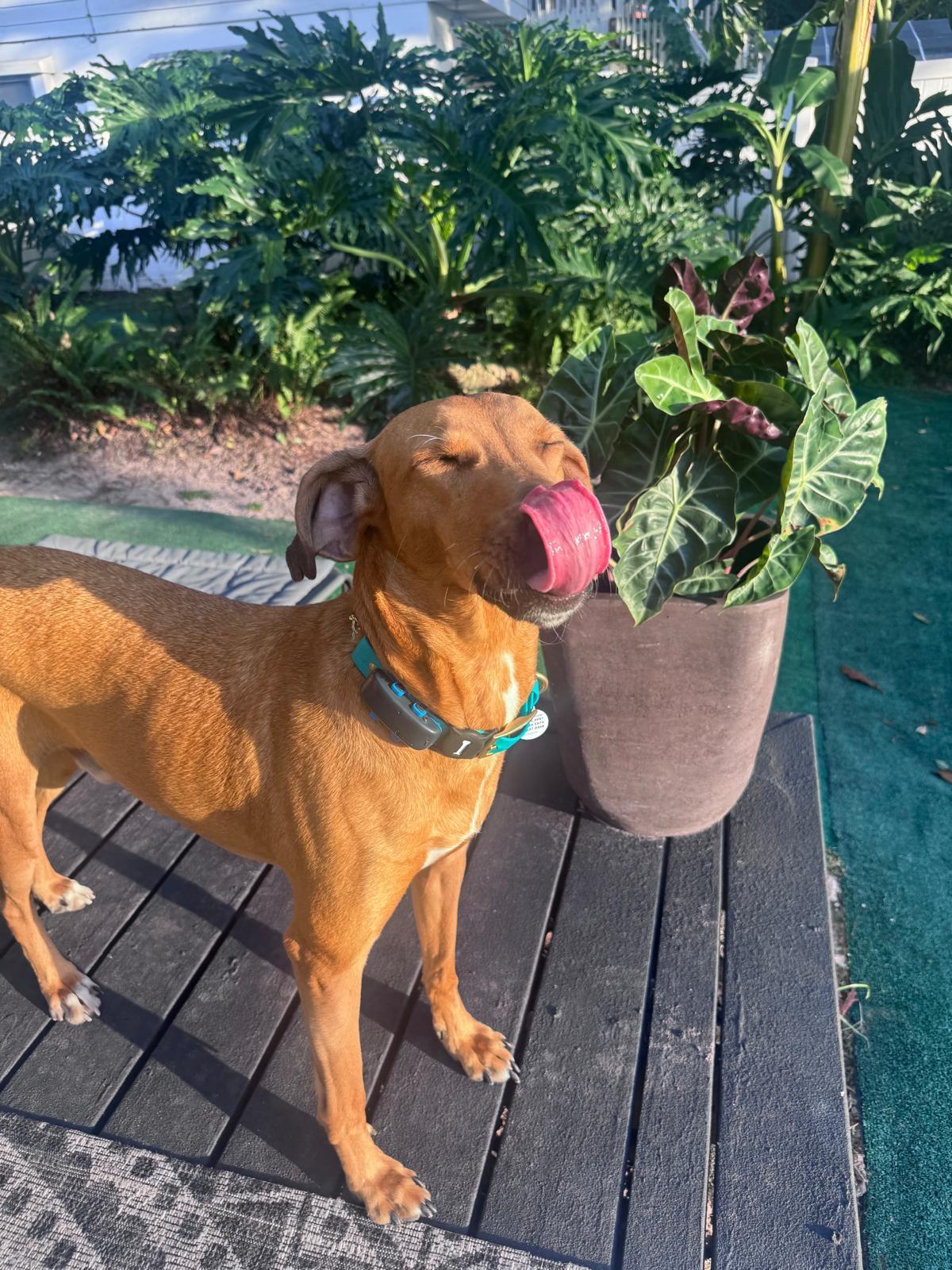 Red, an adoptable Lurcher in Winter Park, FL, 32789 | Photo Image 3