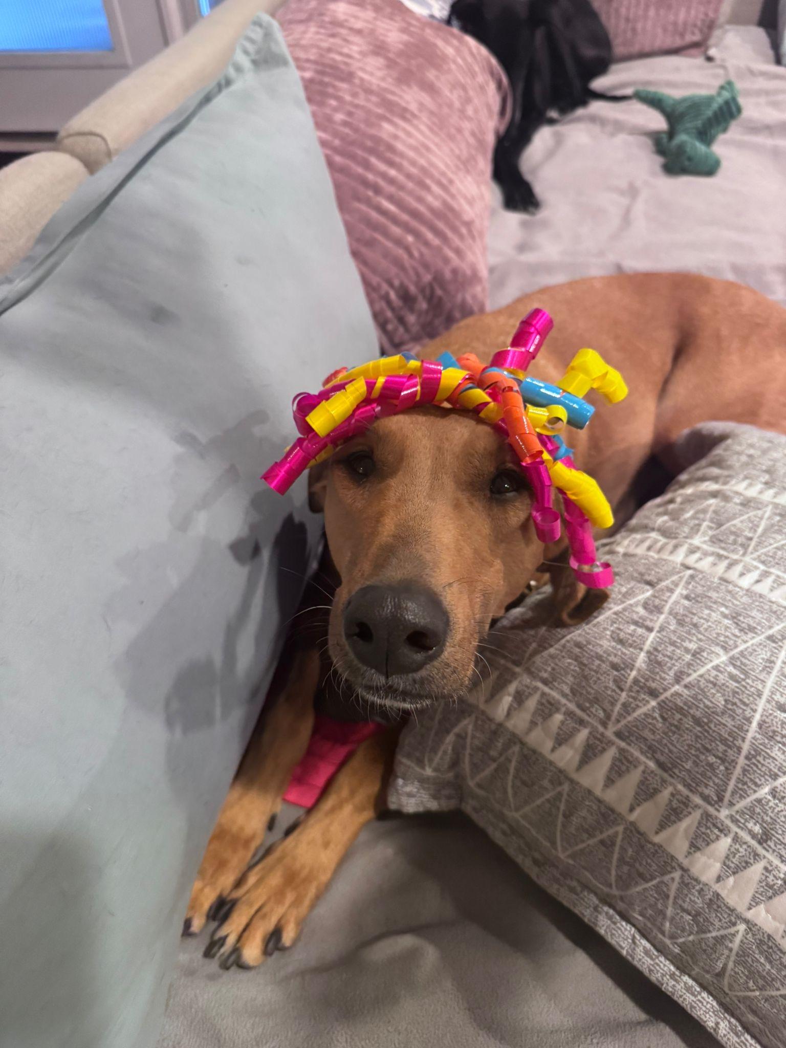Red, an adoptable Lurcher in Winter Park, FL, 32789 | Photo Image 5