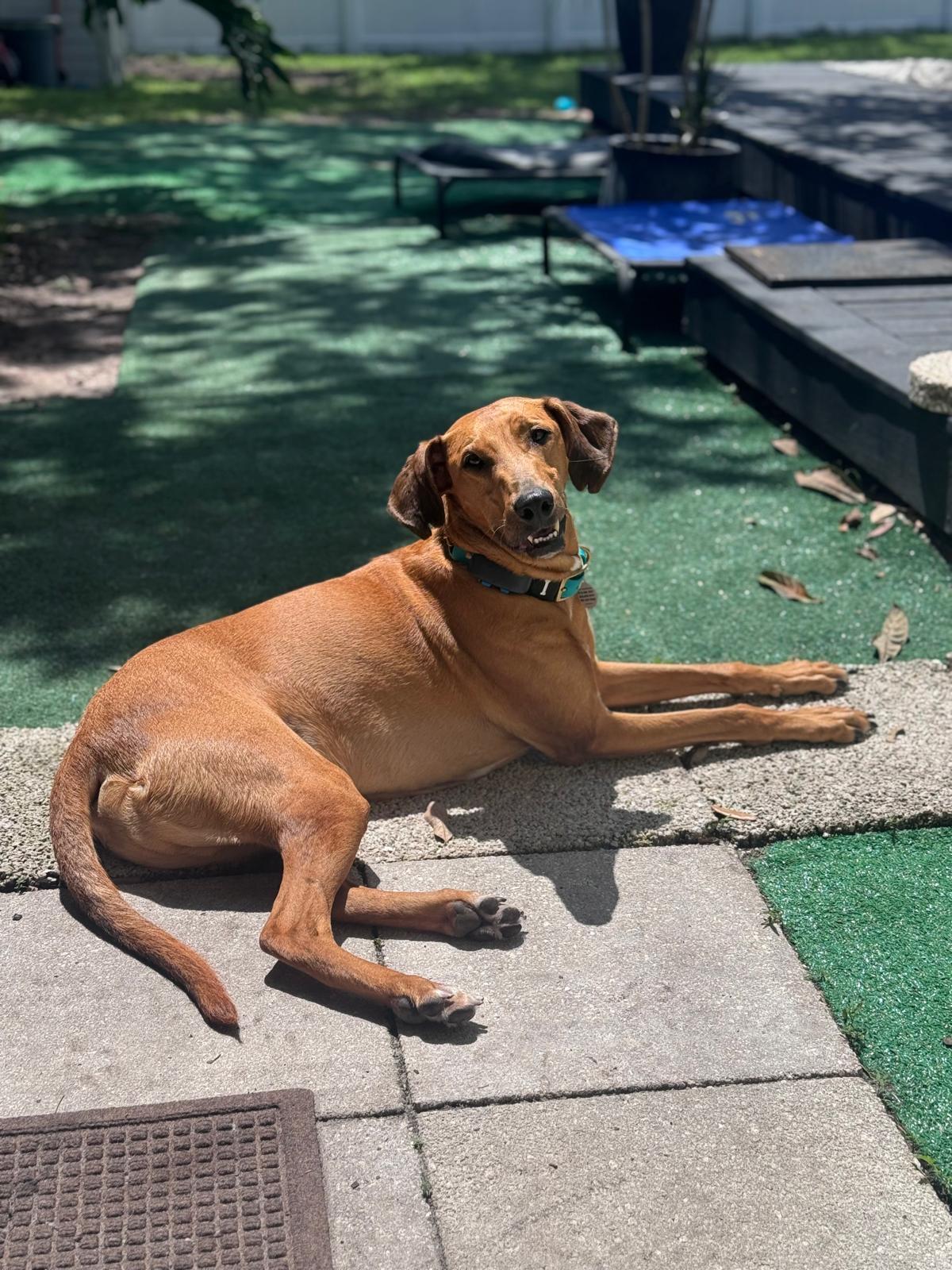 Red, an adoptable Lurcher in Winter Park, FL, 32789 | Photo Image 2