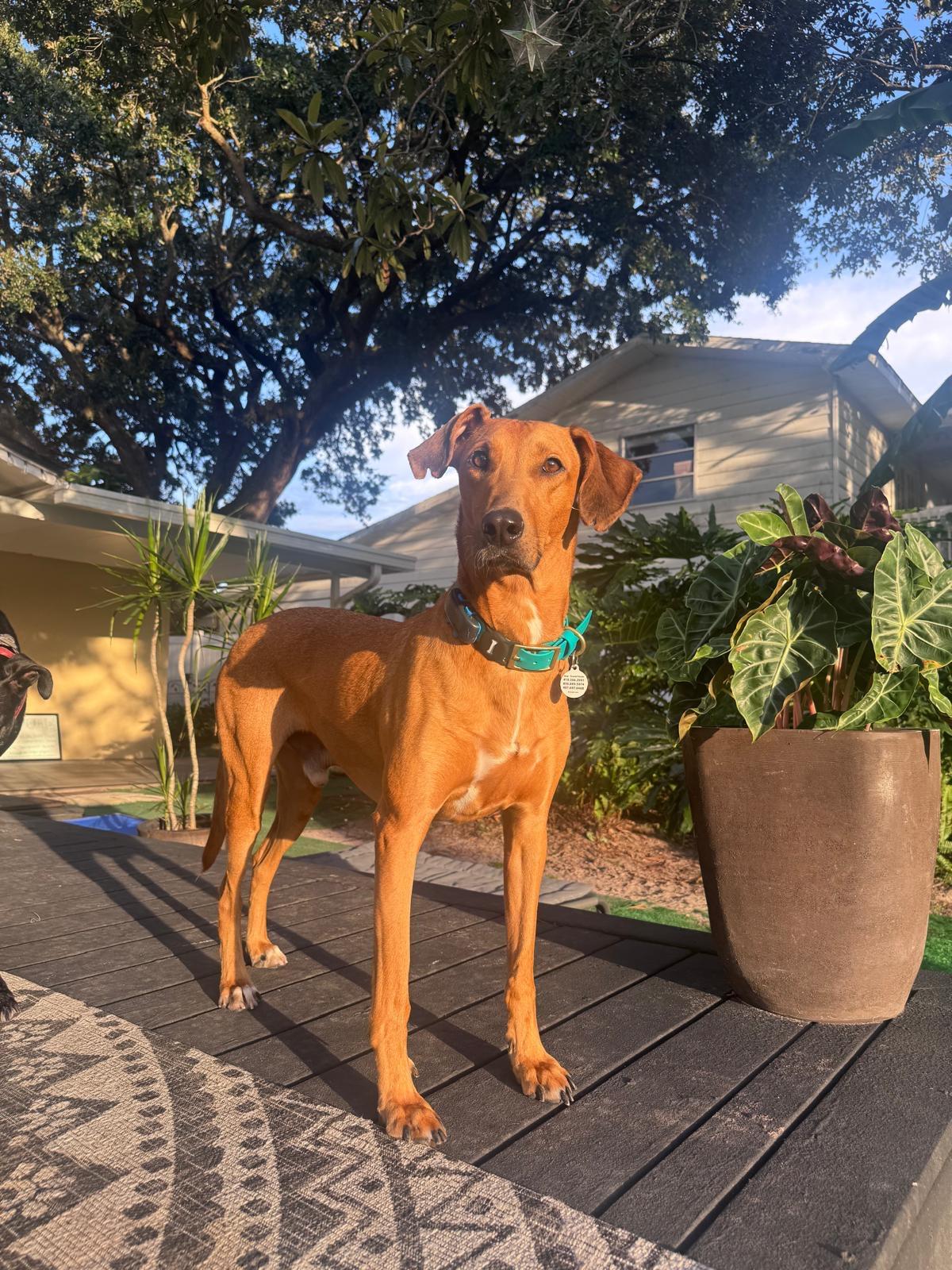 Red, an adoptable Lurcher in Winter Park, FL, 32789 | Photo Image 1