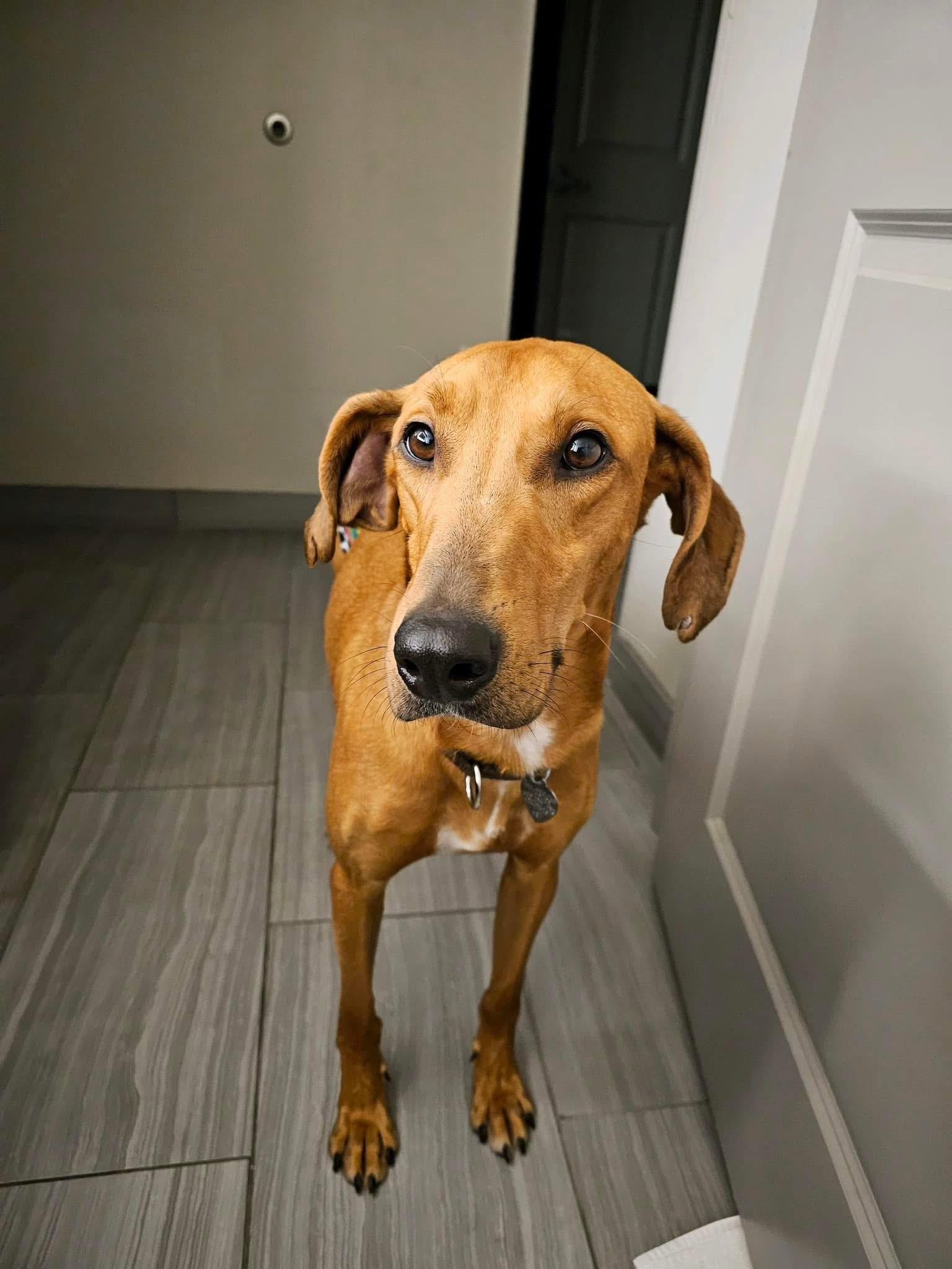 Red, an adoptable Lurcher in Winter Park, FL, 32789 | Photo Image 4