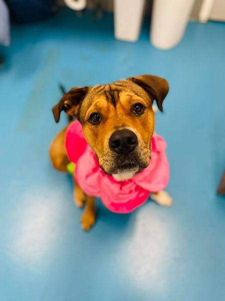 Sonia, Adoptable, Adult Female Rottweiler.