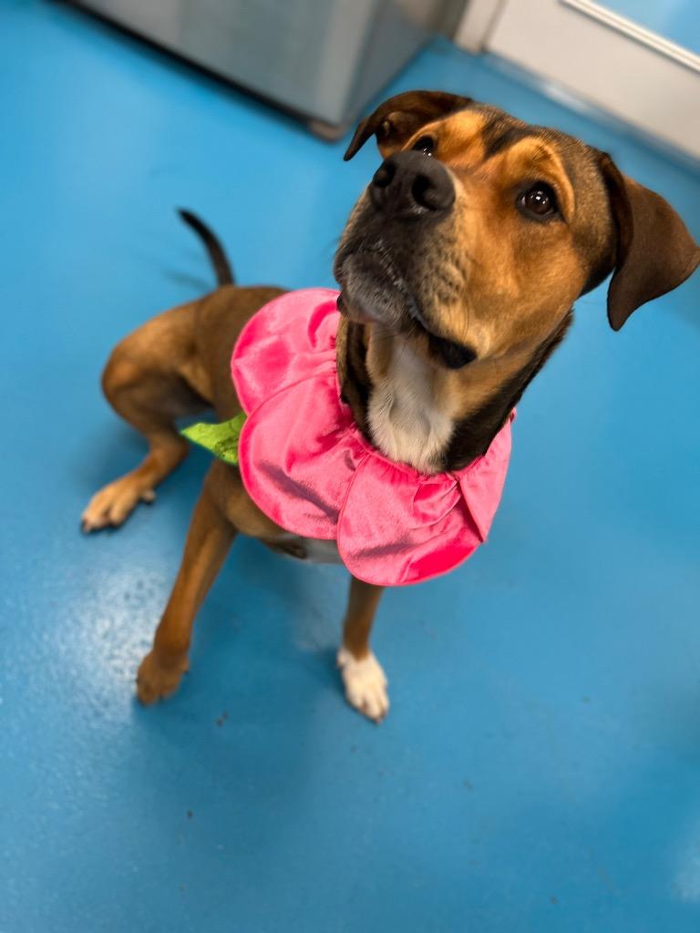 Enlarge Sonia, a Adoptable mixed breed in Muskegon, MI image 3/6