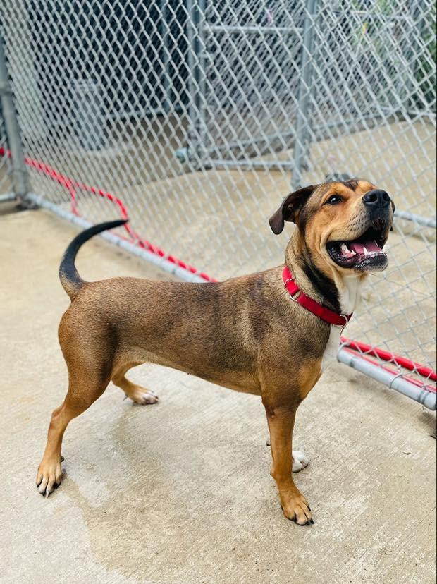 Enlarge Sonia, a Adoptable mixed breed in Muskegon, MI image 2/6