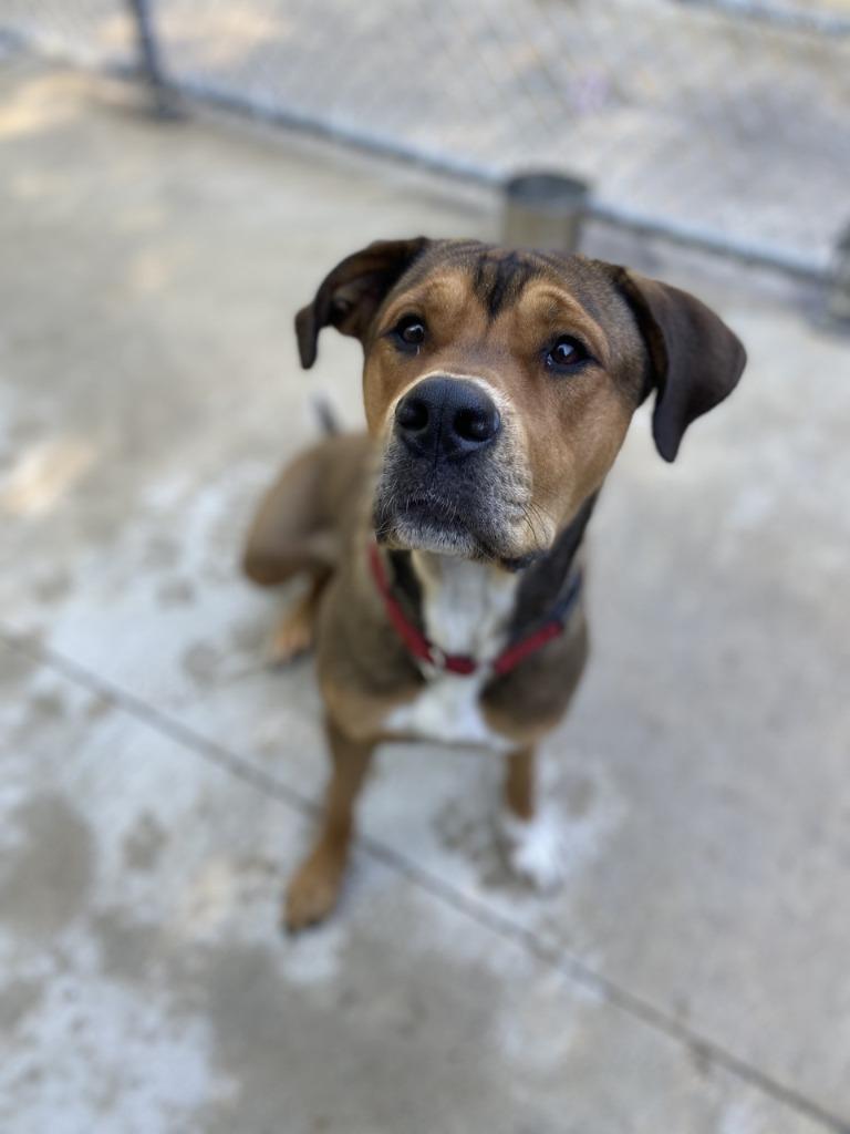 Enlarge Sonia, a Adoptable mixed breed in Muskegon, MI image 3/6