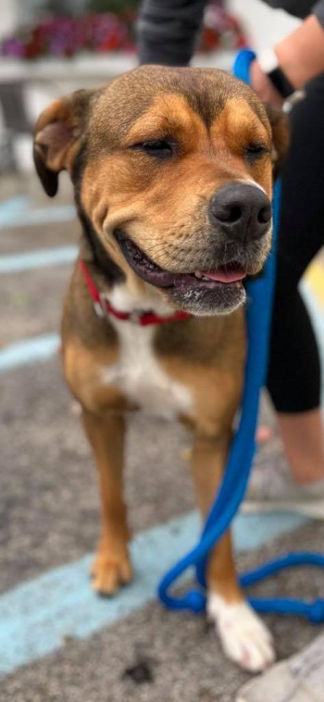 Enlarge Sonia, a Adoptable mixed breed in Muskegon, MI image 4/6