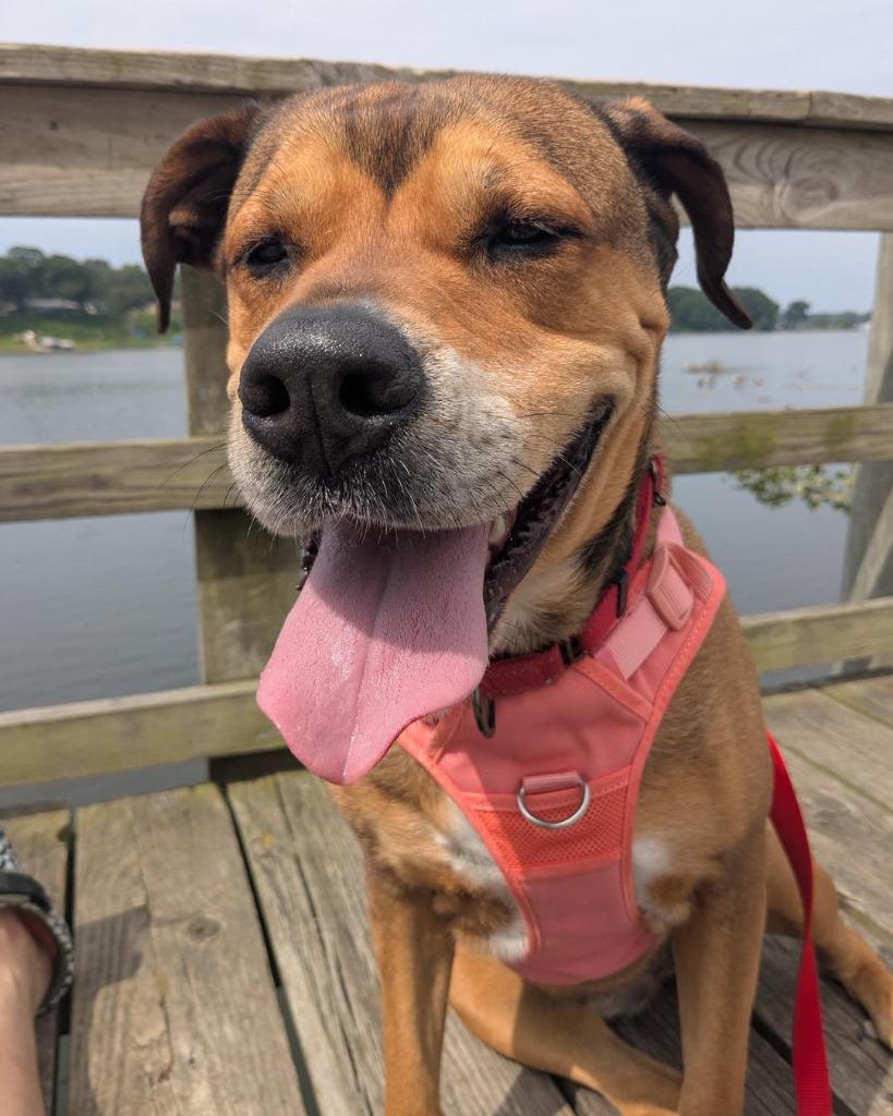 Enlarge Sonia, a Adoptable mixed breed in Muskegon, MI image 6/6