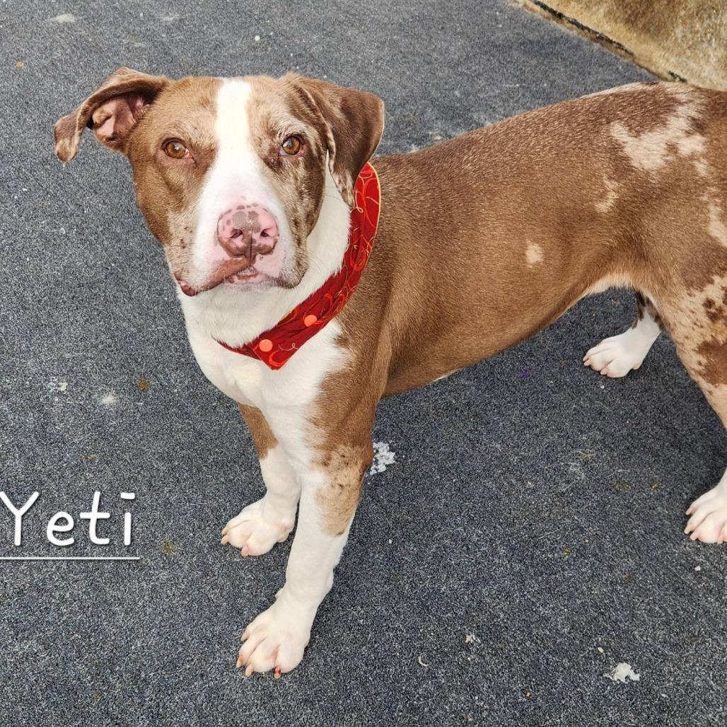 Enlarge Yeti, a Adoptable mixed breed in Cleveland, TN image 1/4