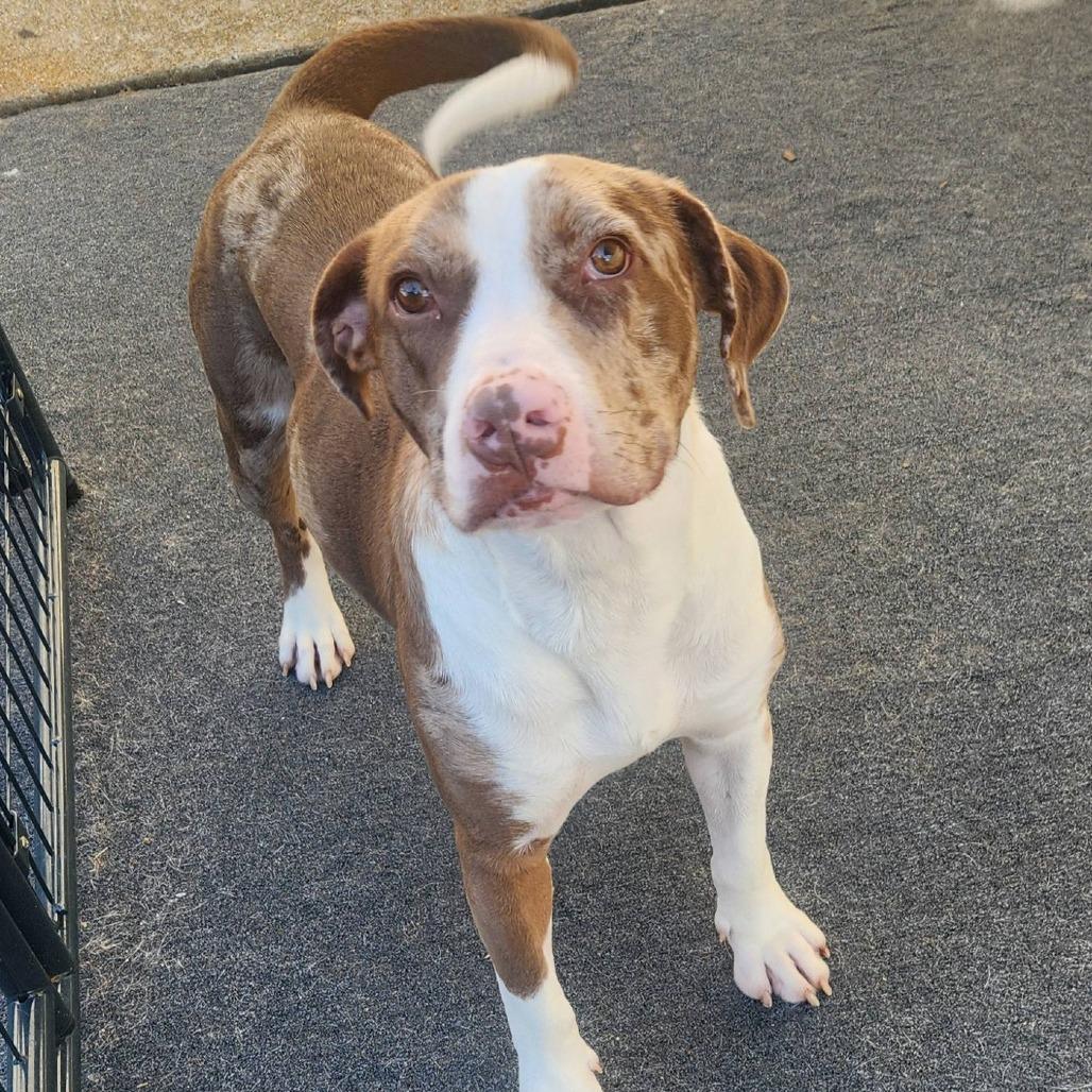 Enlarge Yeti, a Adoptable mixed breed in Cleveland, TN image 2/4