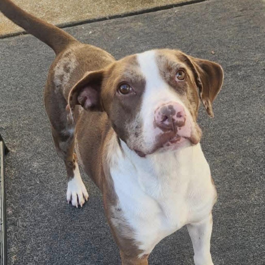 Enlarge Yeti, a Adoptable mixed breed in Cleveland, TN image 3/4