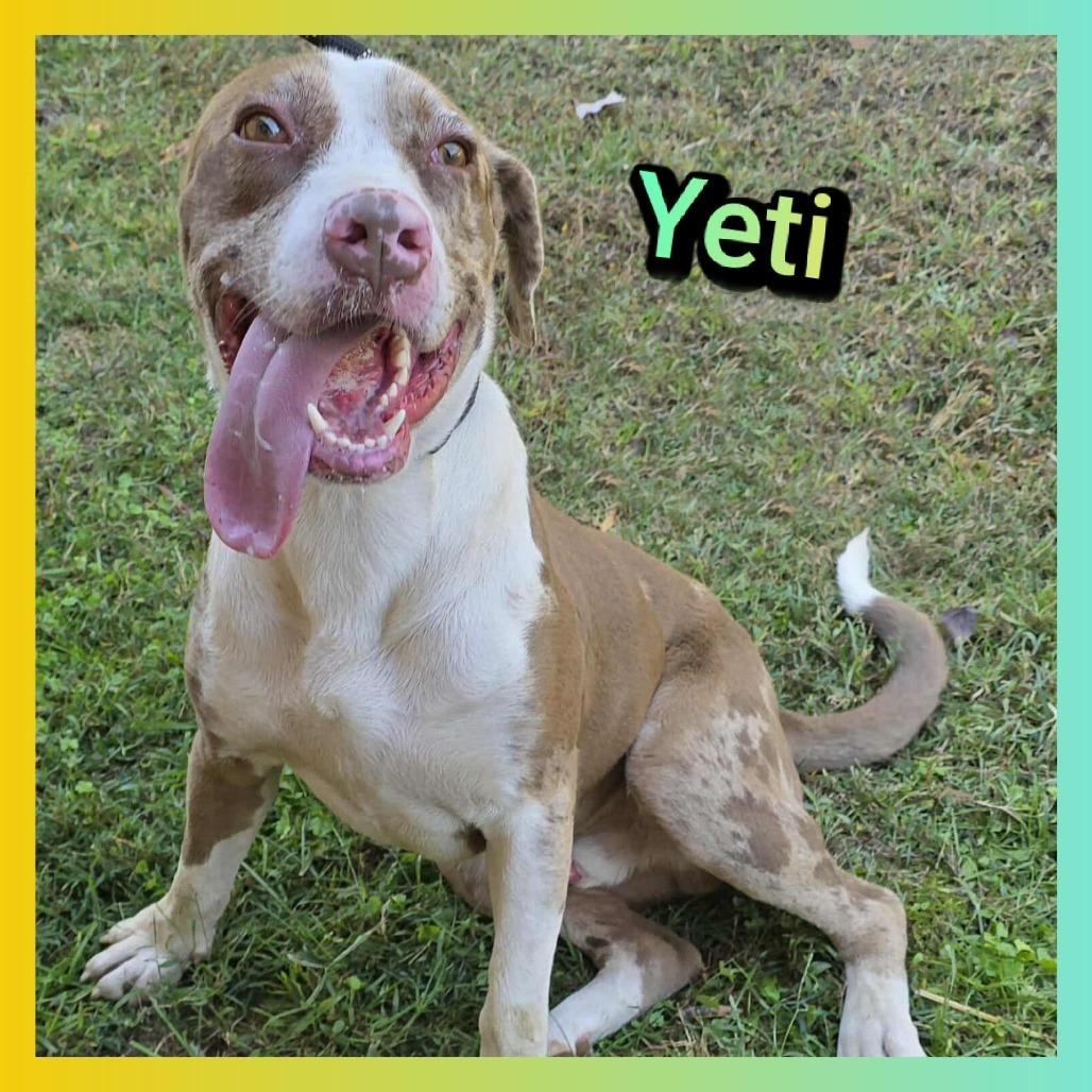 Enlarge Yeti, a Adoptable mixed breed in Cleveland, TN image 4/4