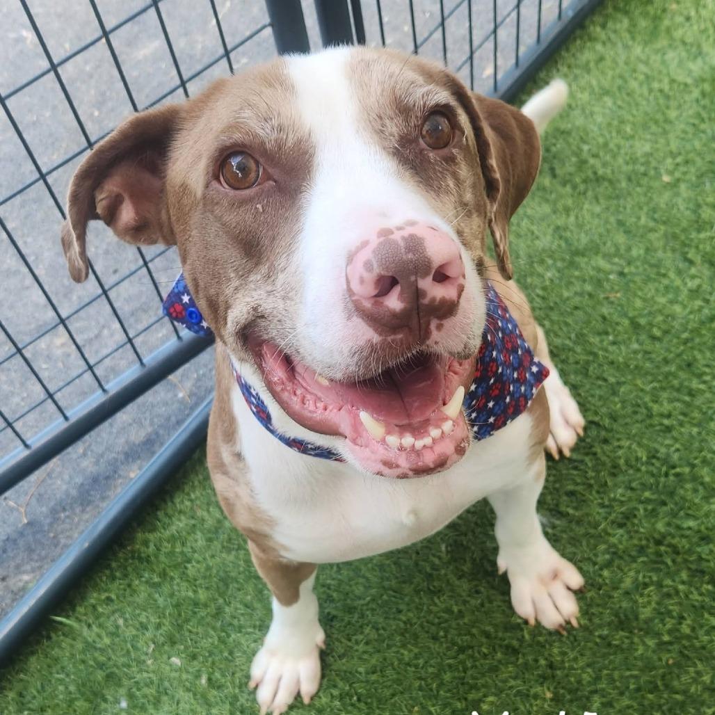 Yeti, Adoptable, Adult Male Catahoula Leopard Dog & Labrador Retriever.