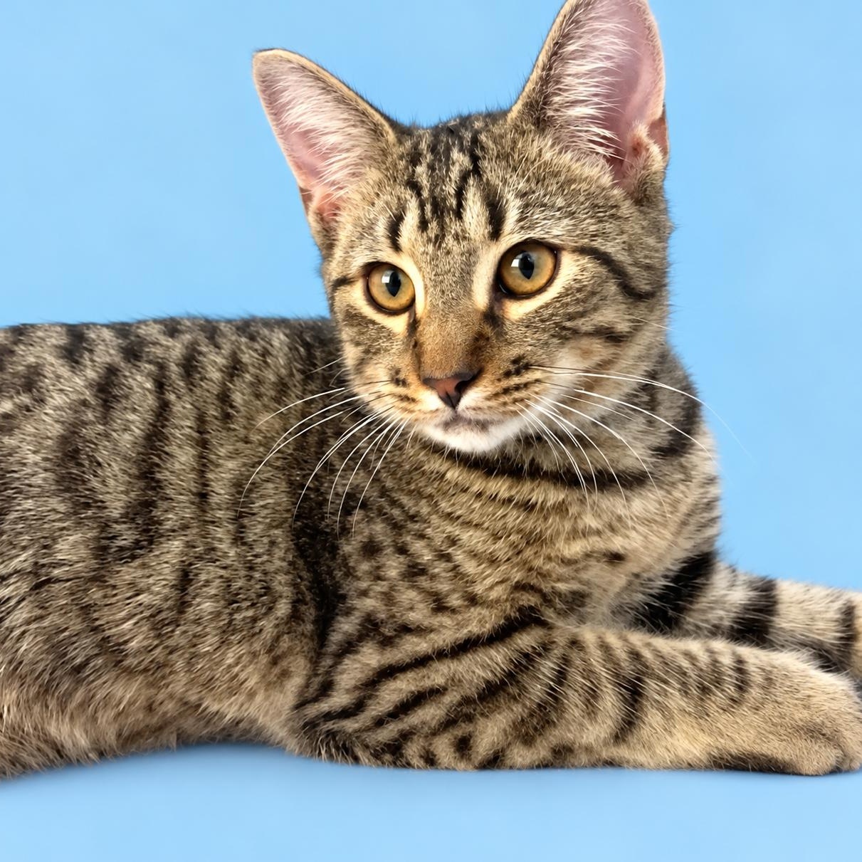 Enlarge Benji, a Adoptable Domestic Short Hair in Charlotte, NC image 3/4
