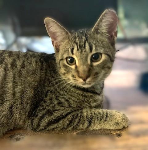 Enlarge Benji, a Adoptable Domestic Short Hair in Charlotte, NC image 1/4