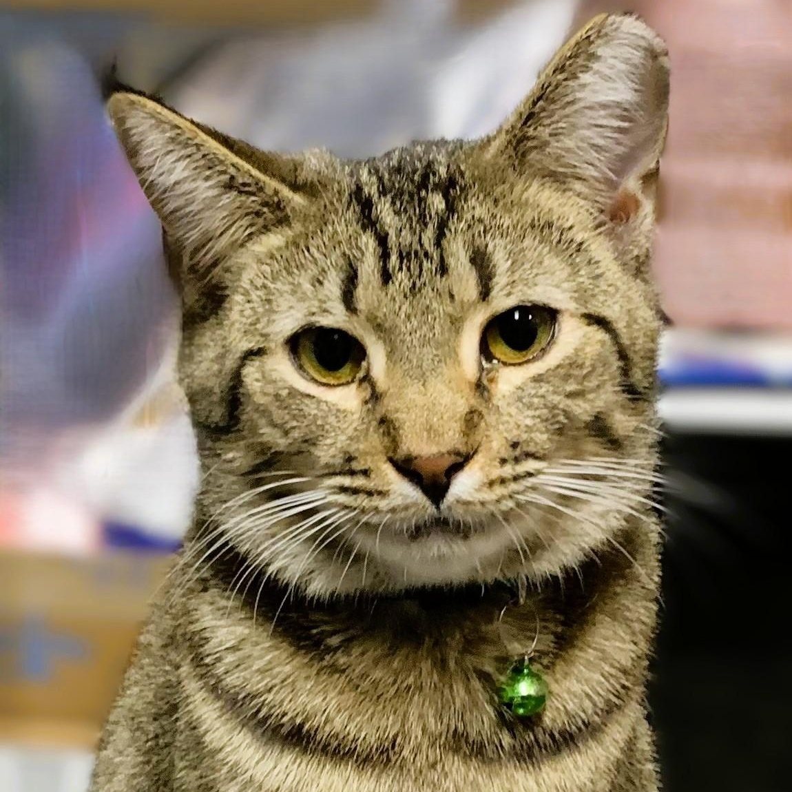 Enlarge Benji, a Adoptable Domestic Short Hair in Charlotte, NC image 2/4