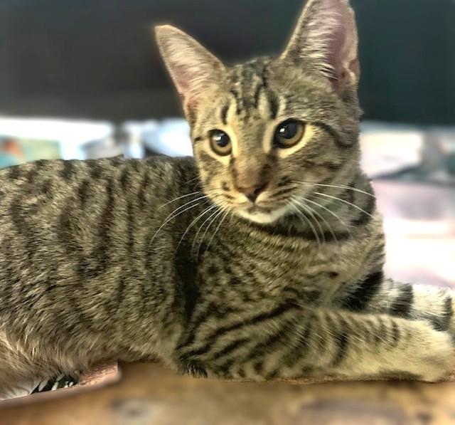 Enlarge Benji, a Adoptable Domestic Short Hair in Charlotte, NC image 3/4