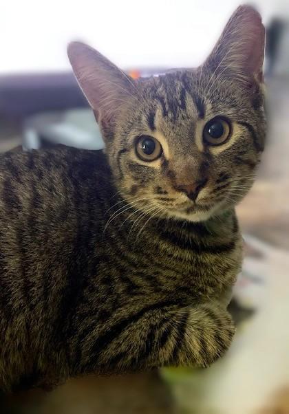 Enlarge Benji, a Adoptable Domestic Short Hair in Charlotte, NC image 4/4
