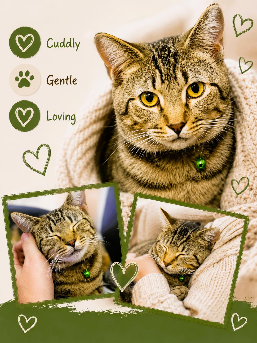 Benji, Adoptable, Young Male Domestic Short Hair.
