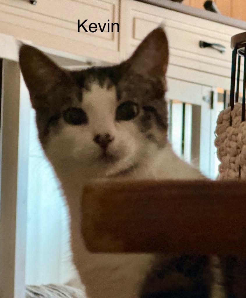 Kevin, Adoptable, Kitten Male American Shorthair.