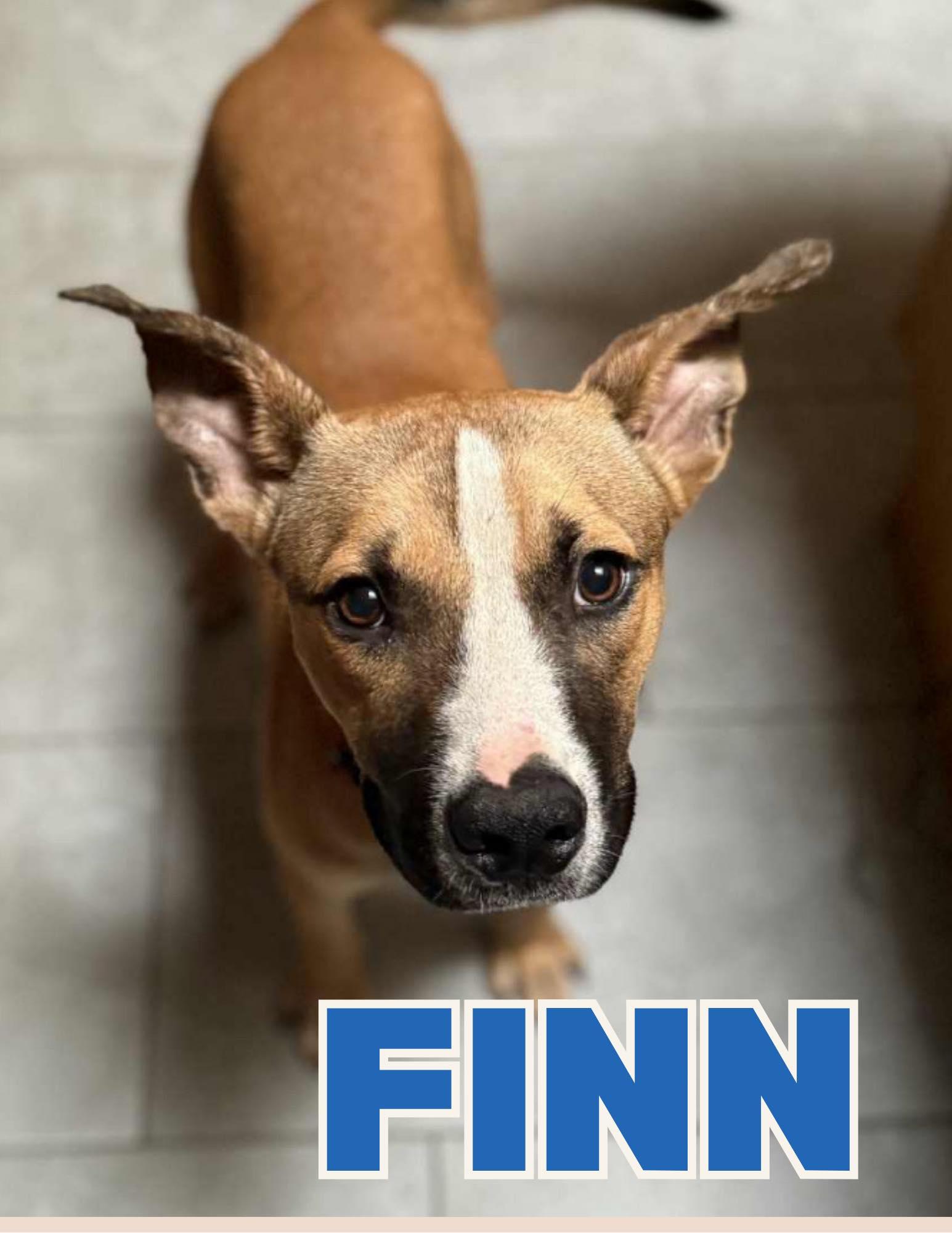 Finn, ADOPTABLE, Young Male Pit Bull Terrier.