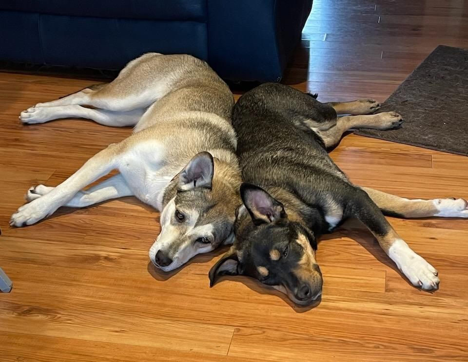 SIERRA - D3472br, a Adoptable Husky in Burlington, WA image 1/6