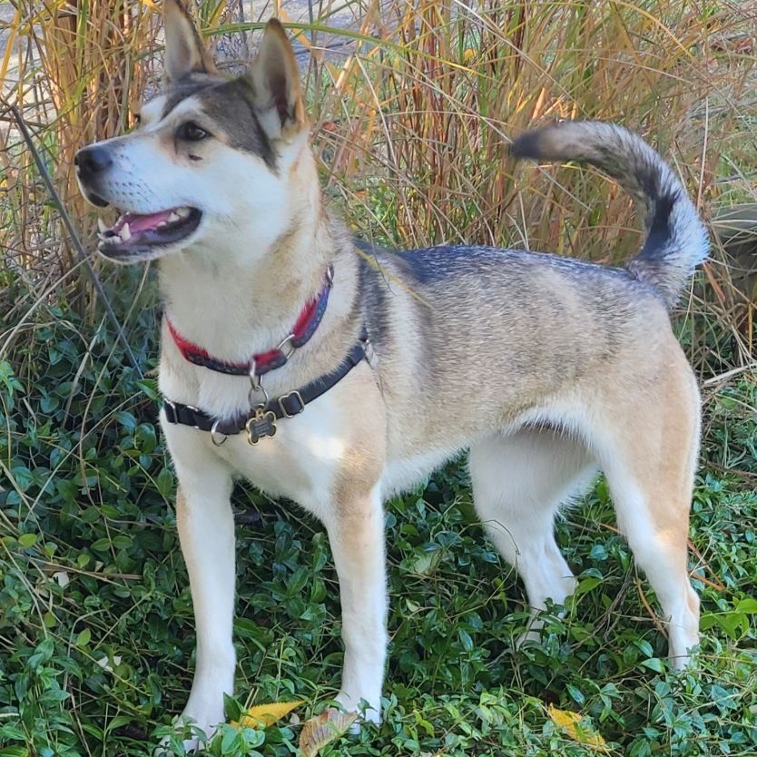 SIERRA - D3472br, Adoptable, Young Female Husky.