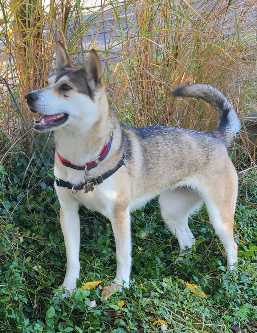 SIERRA - D3472br, a Adoptable Husky in Burlington, WA image 2/6