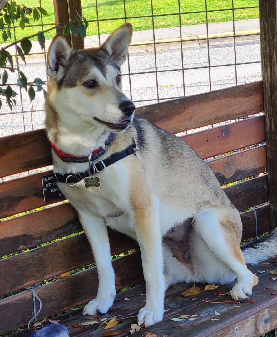 SIERRA - D3472br, a Adoptable Husky in Burlington, WA image 3/6