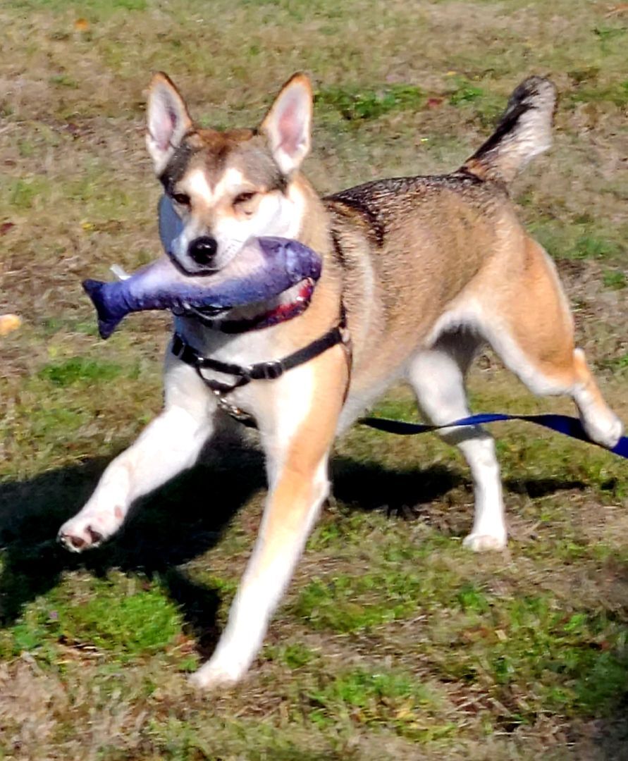 SIERRA - D3472br, a Adoptable Husky in Burlington, WA image 5/6