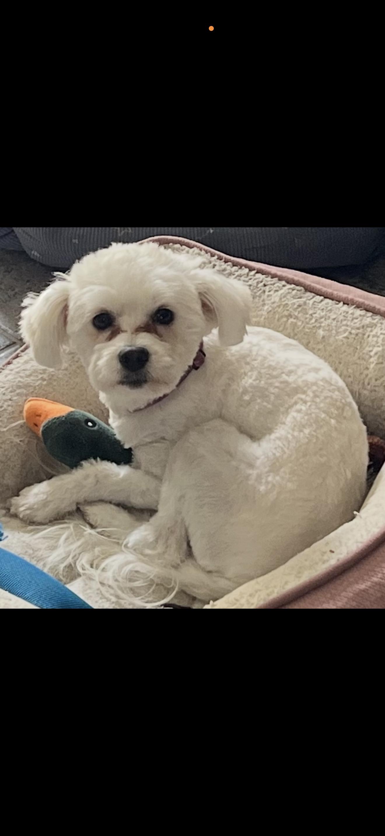 Enlarge Luna - The Cutest Little Girl , a ADOPTABLE Maltipoo in Anaheim, CA image 1/5