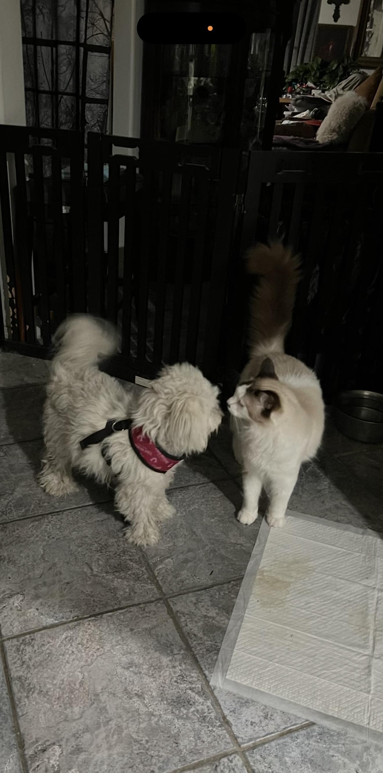 Enlarge Luna - The Cutest Little Girl , a ADOPTABLE Maltipoo in Anaheim, CA image 3/5
