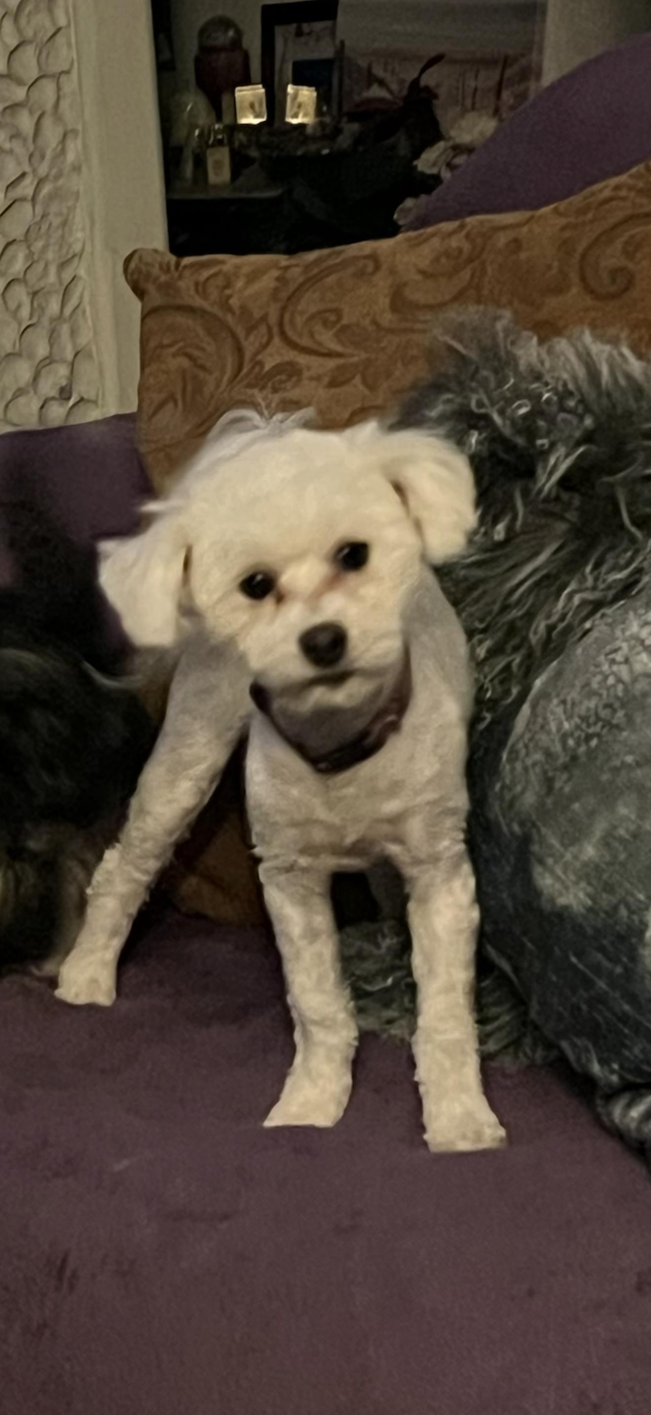 Enlarge Luna - The Cutest Little Girl , a ADOPTABLE Maltipoo in Anaheim, CA image 4/5