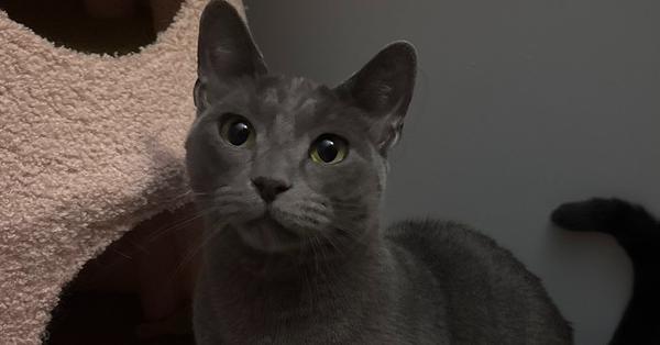 Enlarge Low-Toner, a Adoptable Domestic Short Hair in Milltown, NJ image 1/5