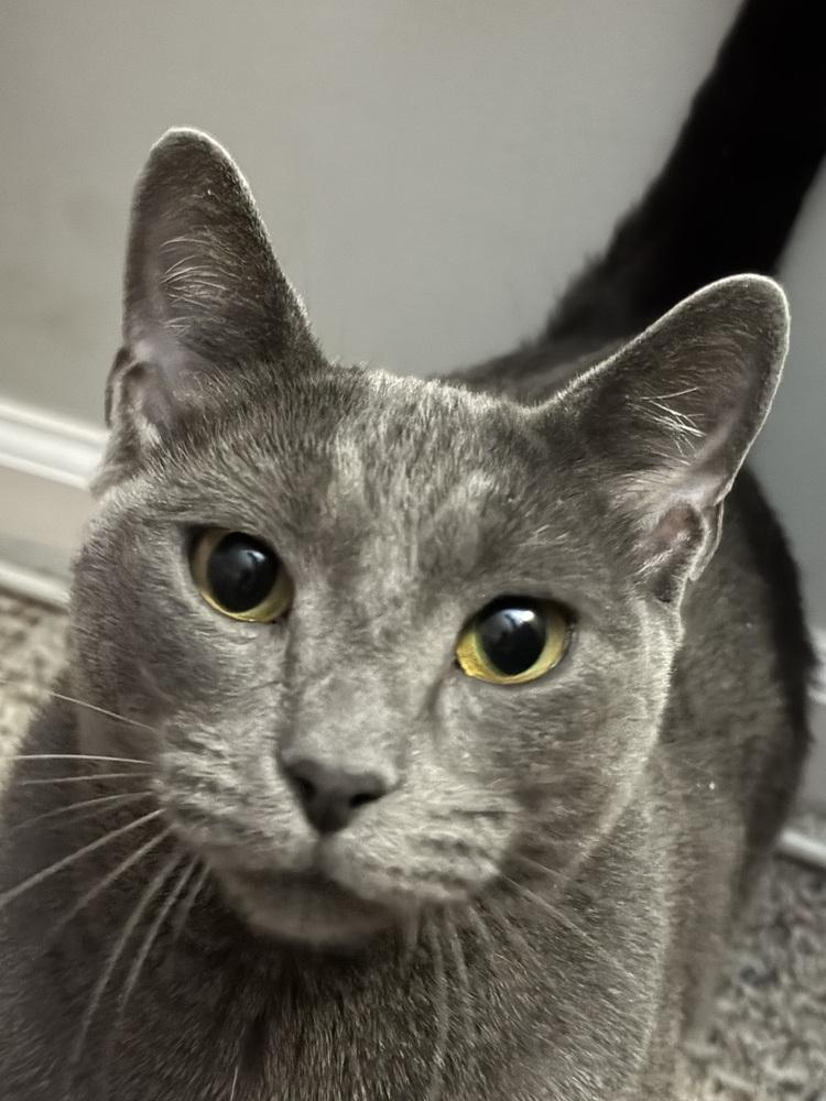 Enlarge Low-Toner, a Adoptable Domestic Short Hair in Milltown, NJ image 2/5