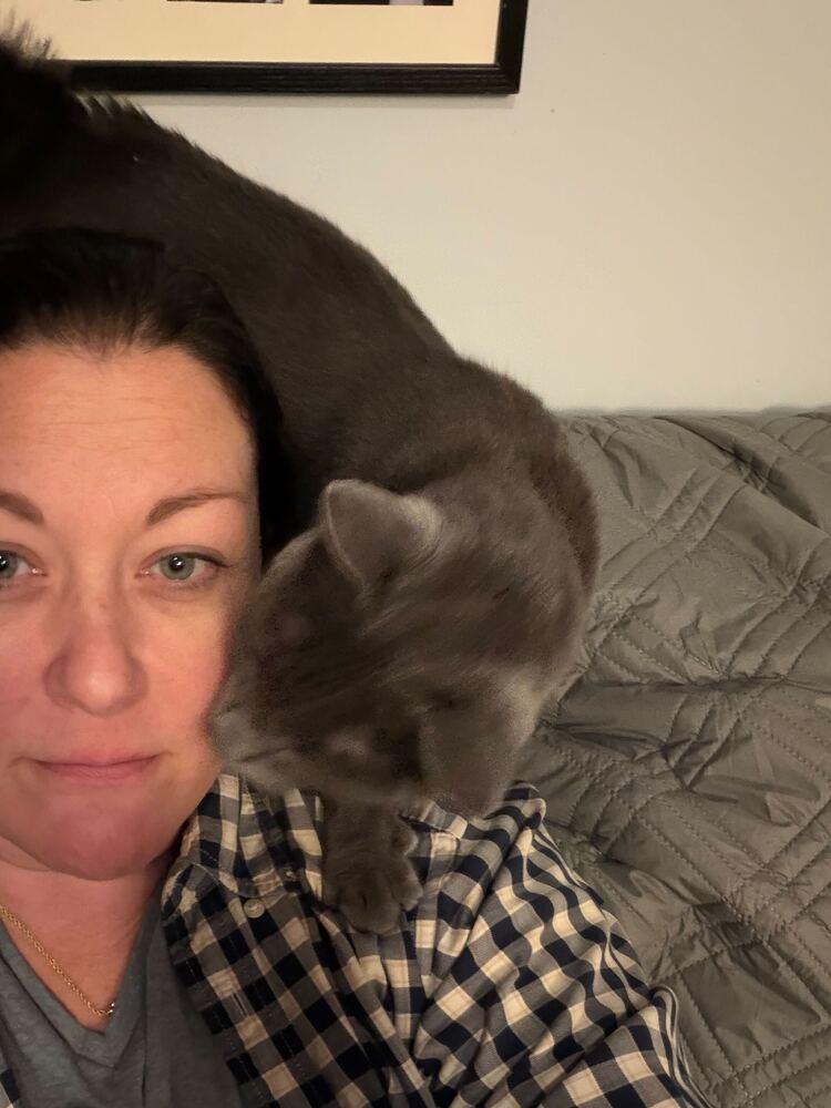 Enlarge Low-Toner, a Adoptable Domestic Short Hair in Milltown, NJ image 4/5