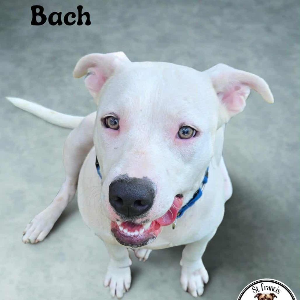 Bach, Adoptable, Young Male Mixed Breed & Mixed Breed.