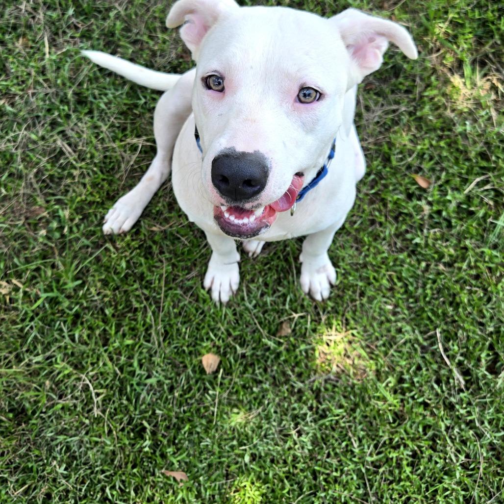 Bach, a Adoptable mixed breed in Tylertown, MS image 2/2