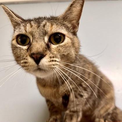 Uno, a ADOPTABLE Domestic Short Hair in Athens, GA image 2/3