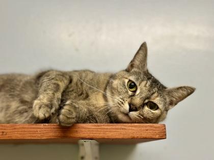 Uno, ADOPTABLE, Young Female Domestic Short Hair.
