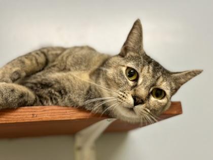 Uno, a ADOPTABLE Domestic Short Hair in Athens, GA image 3/3