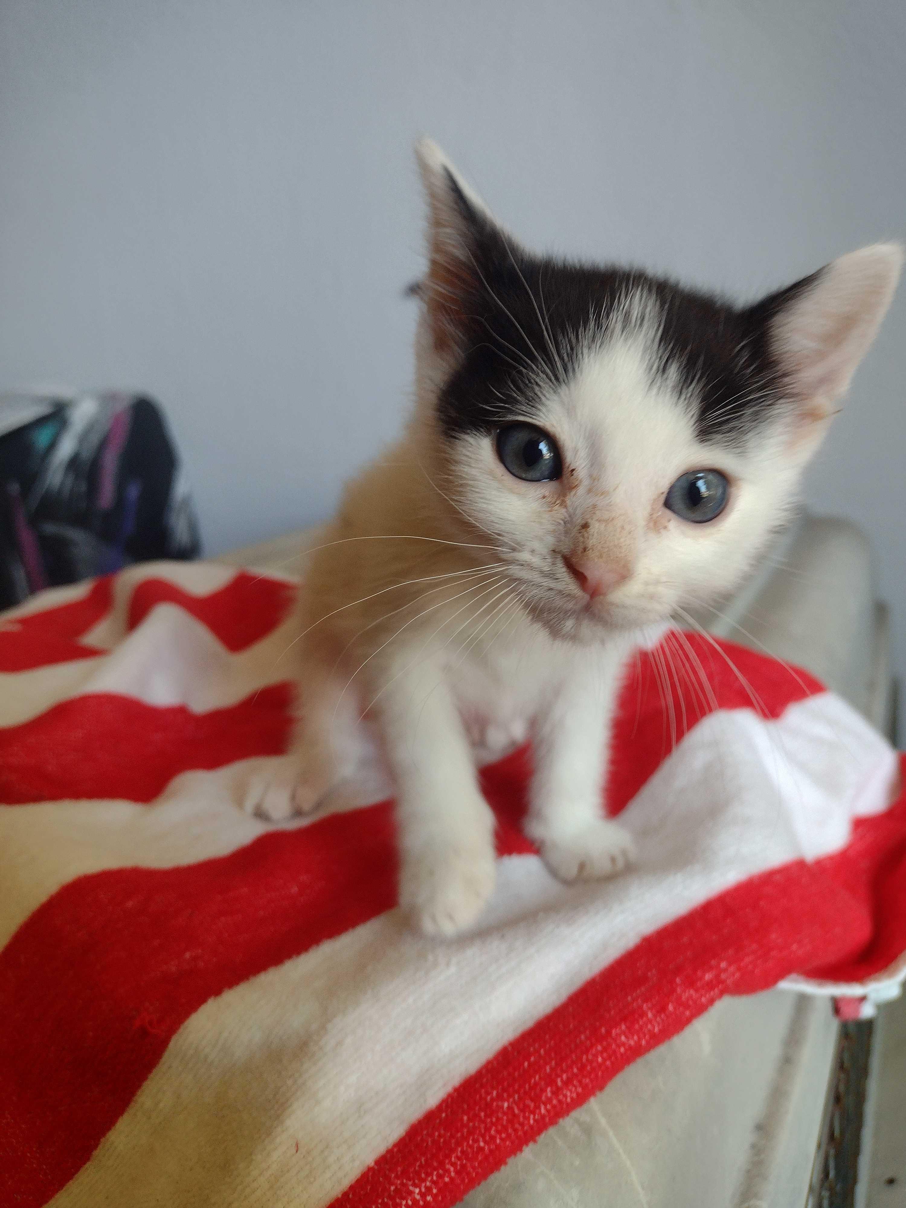 Weebles, a Adoptable mixed breed in Dixon, CA image 1/2