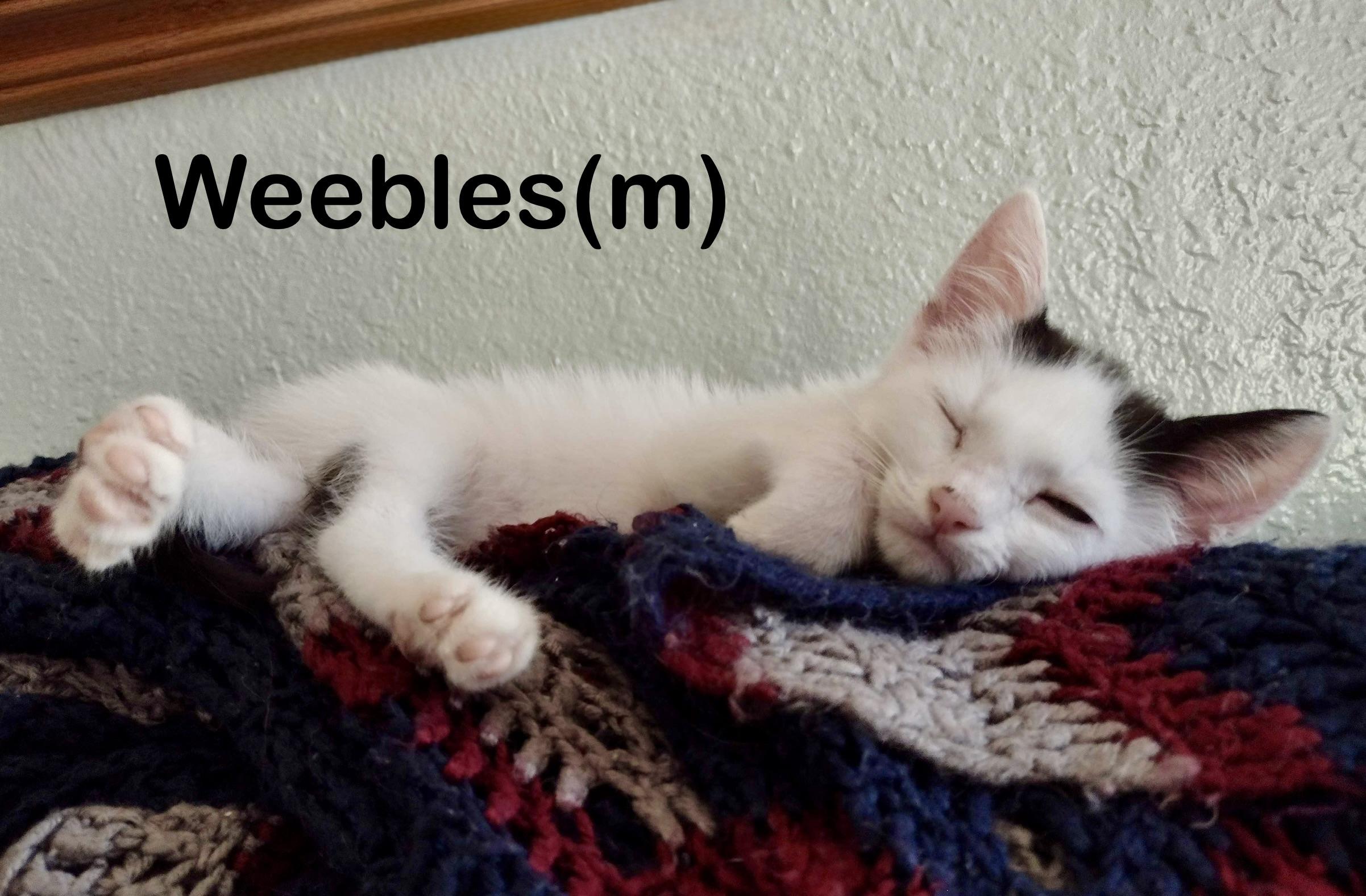 Weebles, a Adoptable mixed breed in Dixon, CA image 2/2