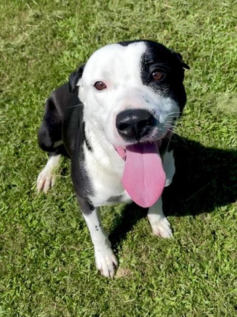 MILK, Adoptable, Adult Male Pit Bull Terrier & Mixed Breed.