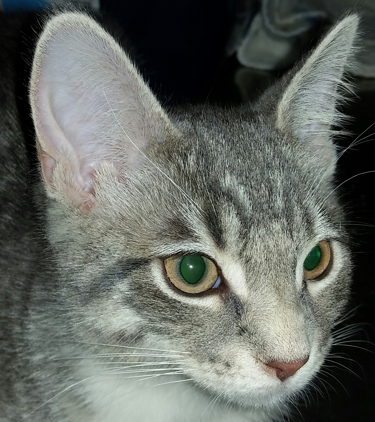 SKY G, a Adoptable mixed breed in Sardinia, OH image 1/12