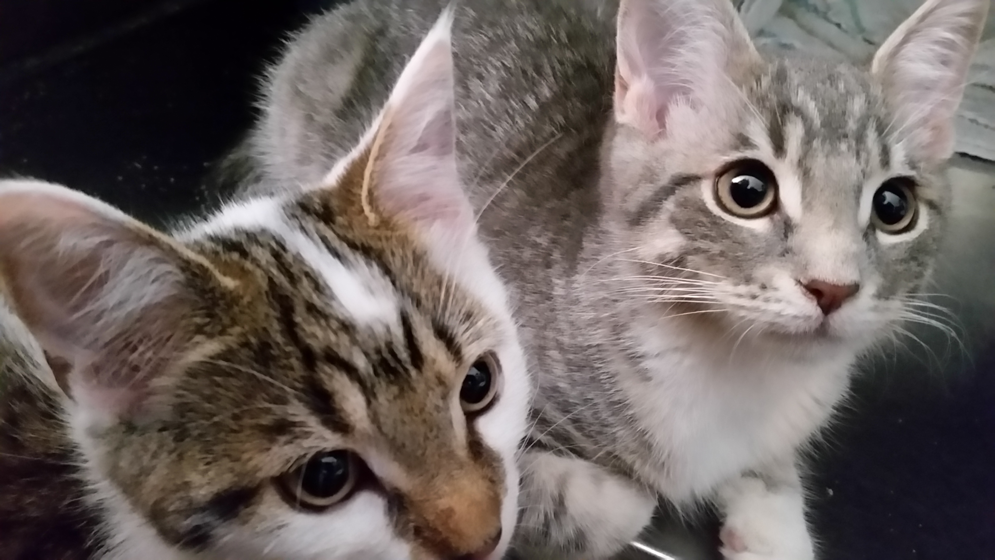 SKY G, a Adoptable mixed breed in Sardinia, OH image 2/12