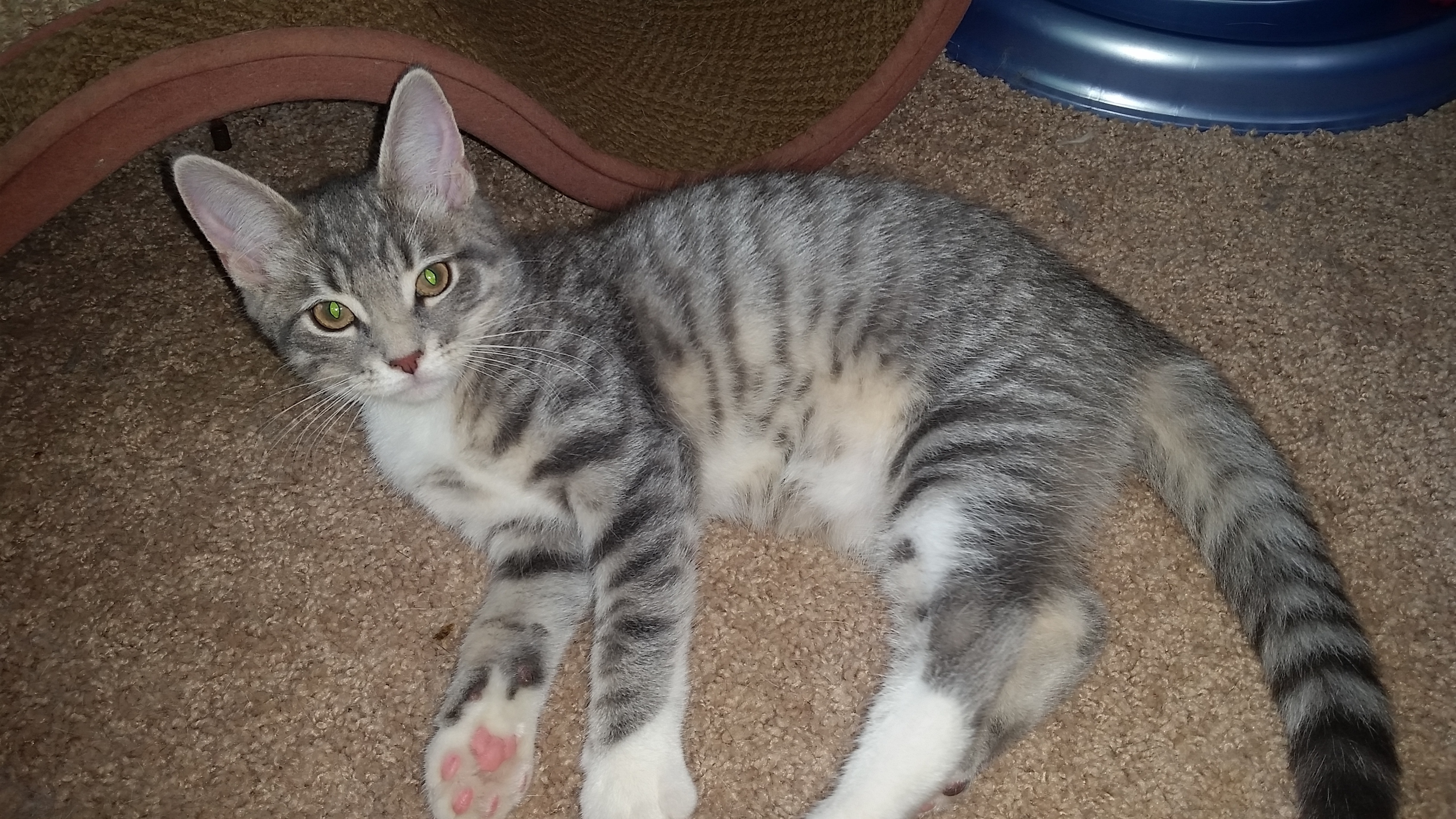 SKY G, a Adoptable mixed breed in Sardinia, OH image 3/12