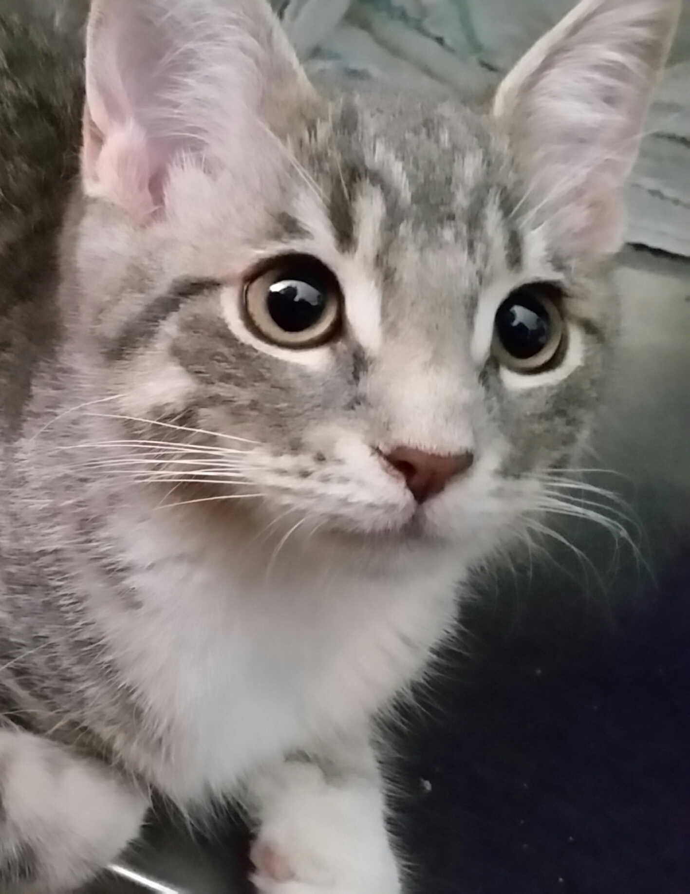 SKY G, Adult Female unknown