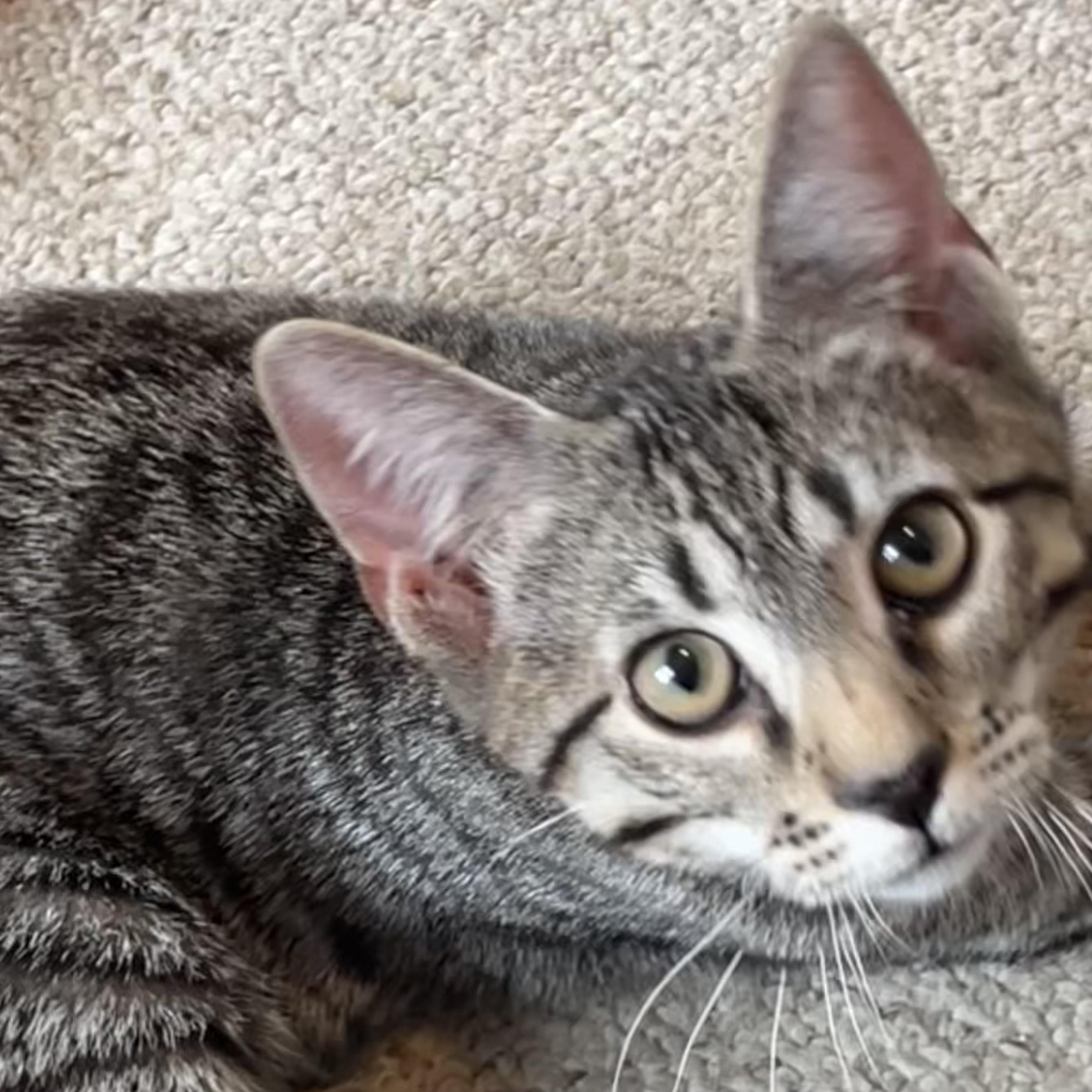 Aspen, Adoptable, Kitten Male Tabby.