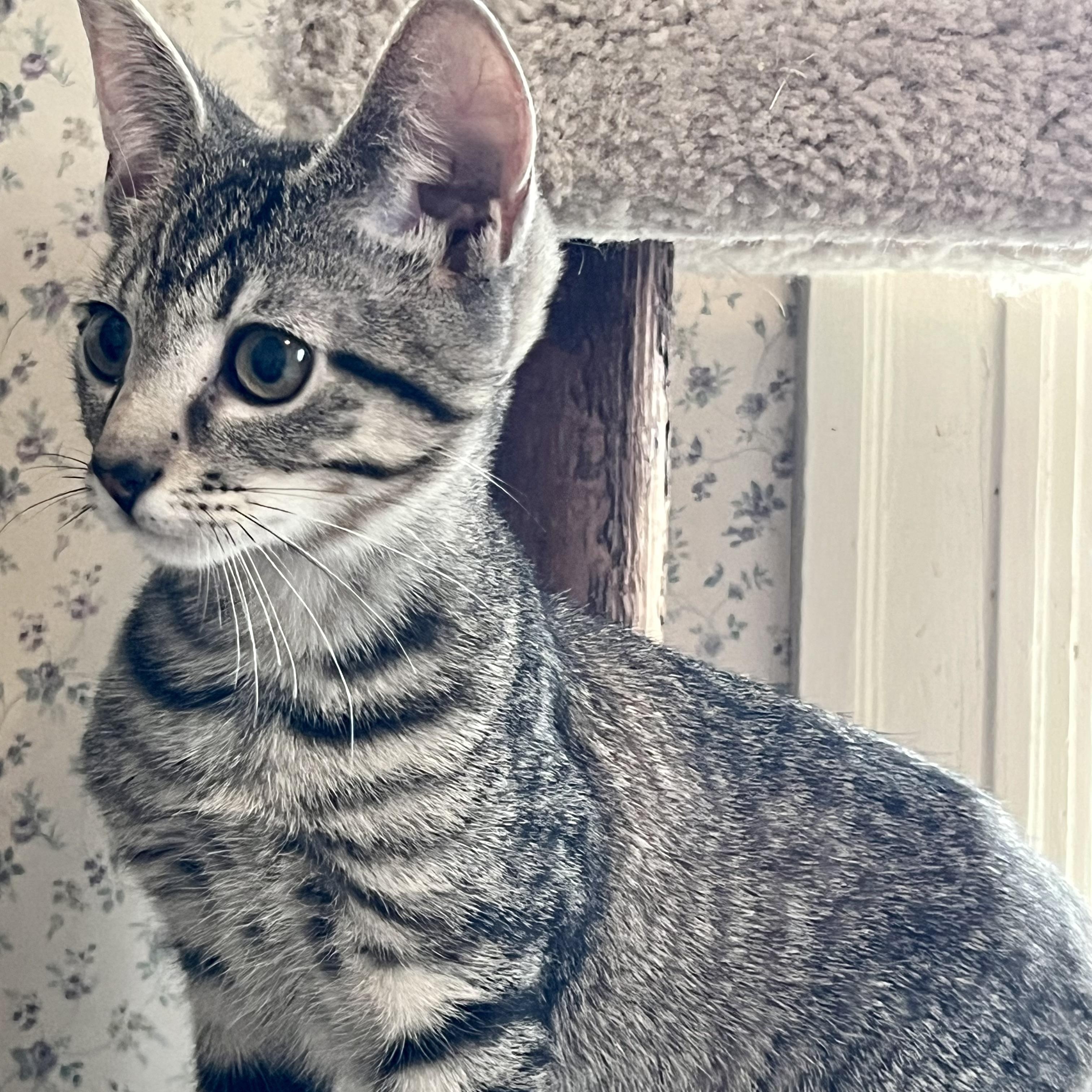 Aspen, a Adoptable Tabby in Central Falls, RI image 2/6